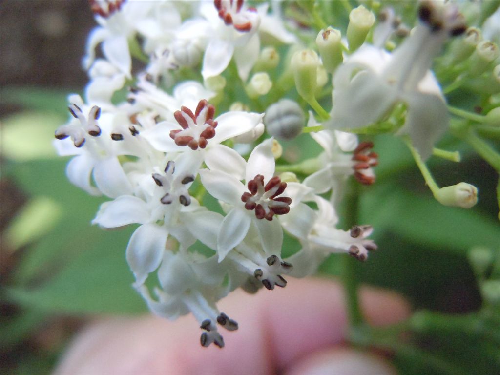 Pianta dagli Astroni - Sambucus ebulus